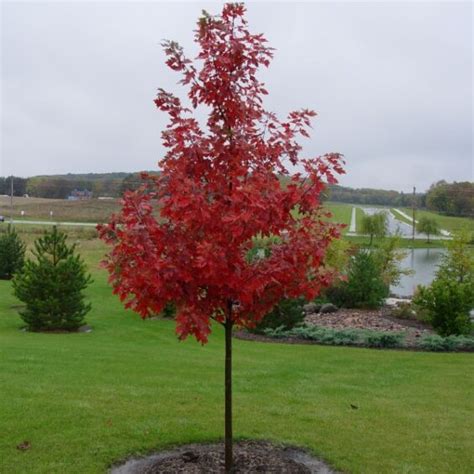 Autumn Blaze Maple Trees For Sale Mckay Nursery