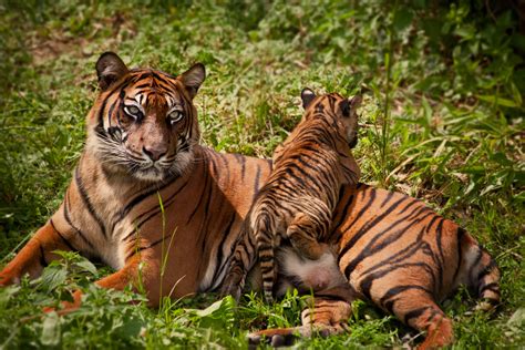Tiger Moms And Cubs Animal Planet