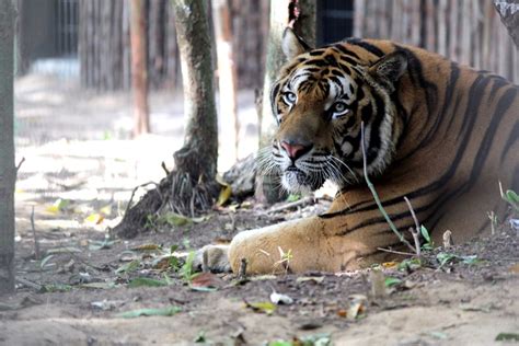 Bengal Tigers Rare Animals At Vietnams First Semi Wildlife Park