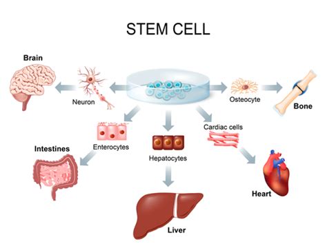 When placed on a tissue culture dish they proliferate until the surface of the dish is covered by a single layer of cells just touching each other. Chemotherapy Process - How Chemotherapy Works? - ChooseDoctor