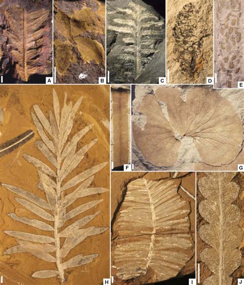 Representative Australian Jurassic Plant Macrofossils A Download Scientific Diagram