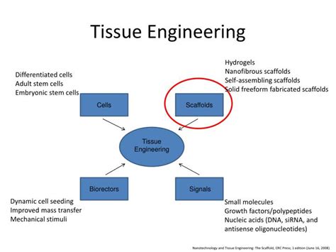 Ppt Cell And Tissue Engineering Nanotechnology