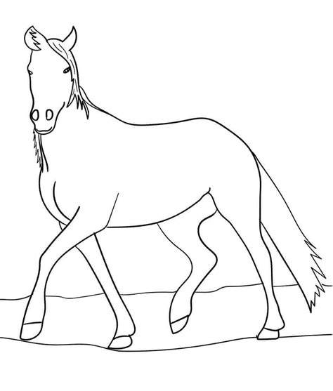 Arabian Horse Coloring Page | Horse coloring pages, Horse coloring