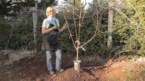 They have a spreading habit. How to Prune a Fig Tree | Hunker