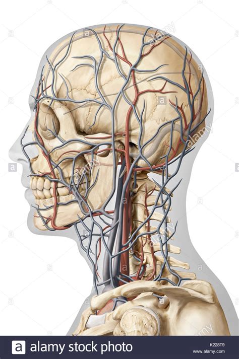 This Image Shows A Lateral View Of The Veins And Arteries Of The Head