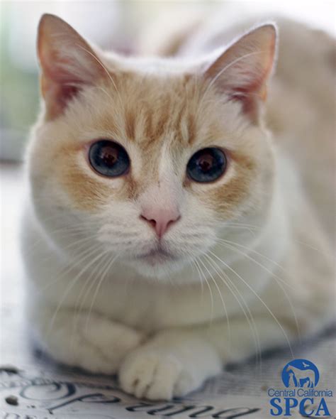 To be absolutely honest, i've never encountered a mean siamese, but too many people. Cheetara (ID#22766299 ) is a 4 year old, female Siamese ...