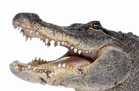 Image result for pics of alligators