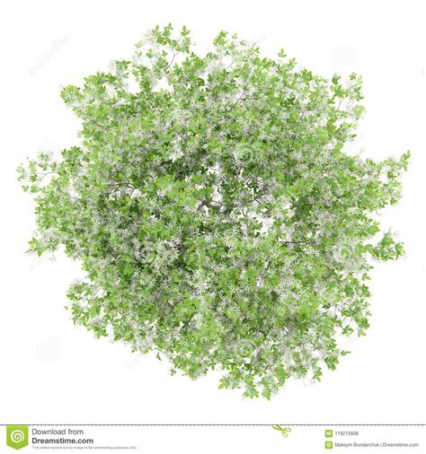 Bottlebrush trees have strong trunks and canopies that can easily withstand strong desert monsoon winds. Top View Of Flowering Lemon Tree Isolated On White Stock ...