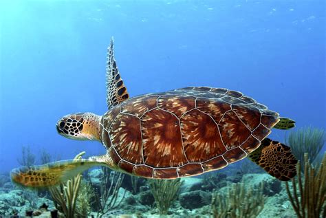 What Are The Key Differences Between Turtle And Tortoise