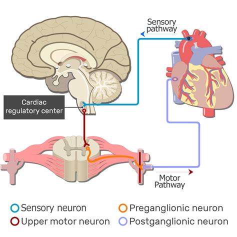 Examples Of Autonomic Nervous System Pathways Getbodysmart