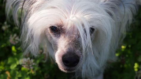 chinese crested dog wallpapers backgrounds