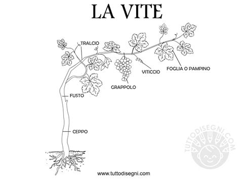 Los virus se caracterizan, a diferencia de los otros organismos, por presentar una única especie de ácido nucleico constitutiva que puede ser adn o arn, monocatenario o bicatenario con estructura de doble hélice. La vite da colorare - TuttoDisegni.com