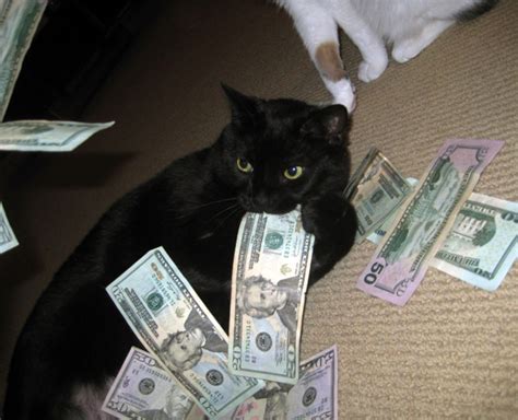 #cats with money #unf #ugh #orgasam #cats #money #models. Ca$hCats, Cats Photographed With Money
