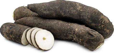 Maybe you would like to learn more about one of these? Japanese Black Radish Information, Recipes and Facts