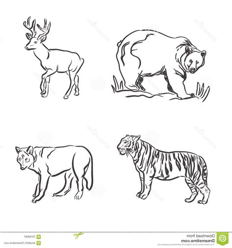 Wild Animals Pencil Drawing Images Bestpencildrawing