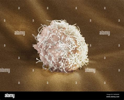 Stem Cell Coloured Scanning Electron Micrograph Sem Stem Cells Can