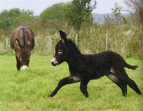 Baby Donkey Running Adorable Black Baby Donkey Running In Flickr