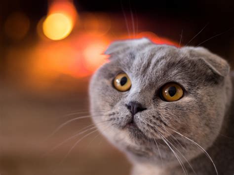 4k Cats Eyes Scottish Fold Glance Snout Whiskers Hd Wallpaper