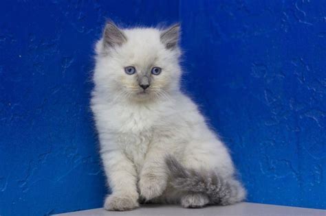 Siamese x kittens for sale they will all be vaccinated wormed mic chipped and have a desexing ticket ready to go in 4 weeks $500 call or text for more information. Darcy - Blue Point Female Ragdoll Kitten #teacupcats ...
