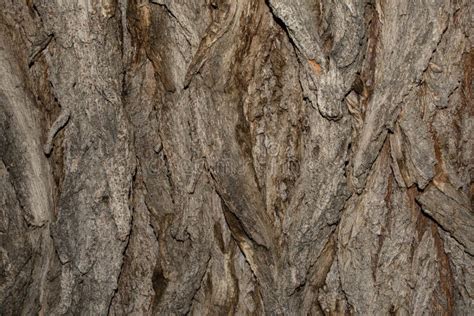 Tree Bark Close Up Old Wood Tree Bark Texture Stock Image Image Of