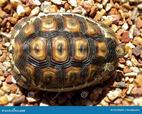 Angulate Tortoise 4 Stock Image Image Of African Angulate 52758603