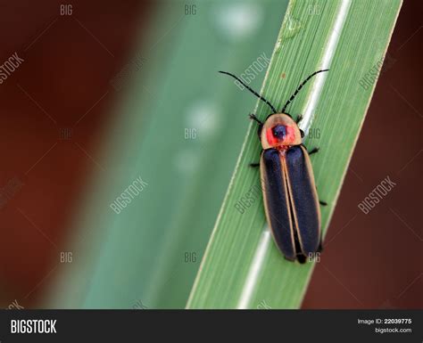 Firefly Image And Photo Free Trial Bigstock