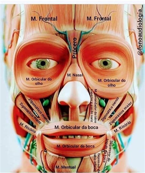 Diagrama De Los Musculos De La Cara