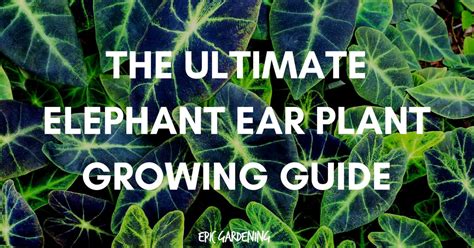 Elephant Ear Plant: Grow and Care for Colocasia- Epic Gardening