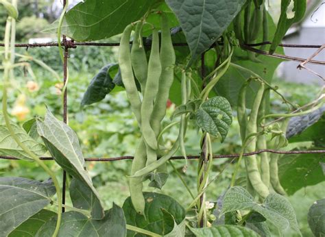 Growing Pole Beans 9 Best Ways To Make Them Thrive Plants Heaven