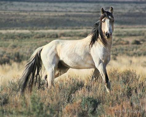 Dude was born just like any regular mustang, at night in the safety of his mothers herd. 17+ images about Wild Horses on Pinterest | Mustang horses ...