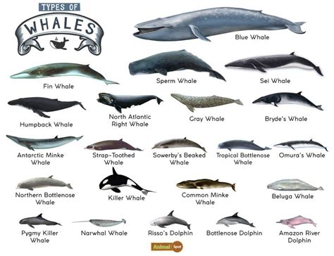 Types Of Whales In The World