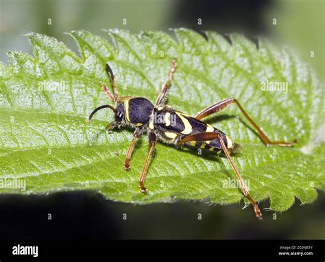 Wasp Beetle Clytus Arietis Stock Photo Alamy