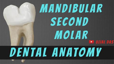 Mandibular Second Molar Dental Anatomy Youtube