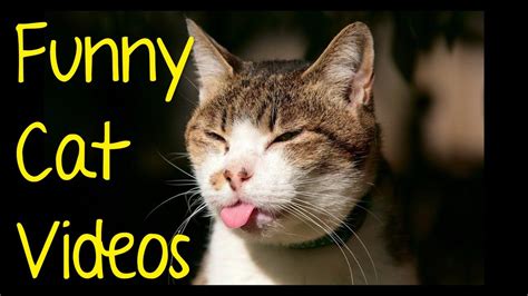 The Funniest And Most Hilarious Cat Video Ever Funny Cat Compilation