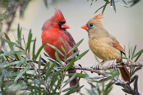 Cardinal Mates By Bonnie Barry In 2020 Beautiful Birds Cardinal Red
