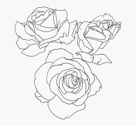Are you searching for rose lines png images or vector? Rose Lineart - Transparent Rose Line Art, HD Png Download ...