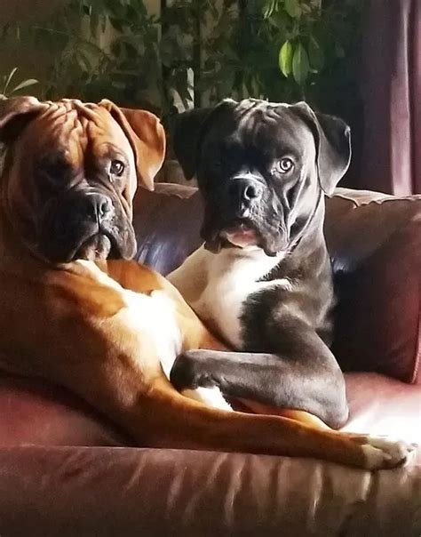 14 Facts About Boxer Dogs You Probably Didnt Know Page 2 Of 3