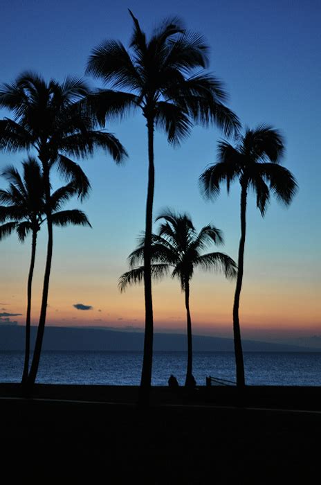 Palm Tree Sunset Photograph By David Mahncke