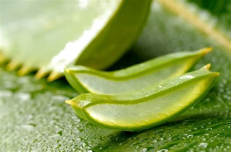 Aloe vera benefits go beyond the topical treatment of burns and scars, as it can be consumed for medicinal purposes. Home Remedies with Aloe Vera for Pimples, Acne, Scars ...