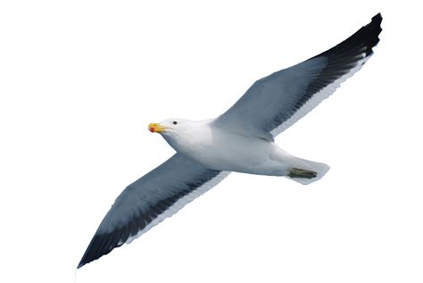 Gulls Seabird Seabird Seagull Png Download 38722592 Free