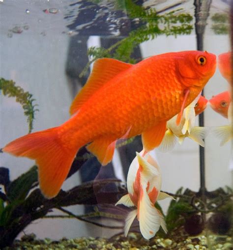 Tingginya permintaan pasar terhadap jenis ikan hias ini tentunya merupakan peluang bisnis yang menjanjikan. Jenis-Jenis Ikan Mas Hias dan Konsumsi Terlengkap Beserta ...