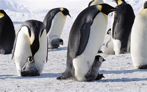 Penguins Emperor Antarctica Birds Babies Cute Snow Wallpaper