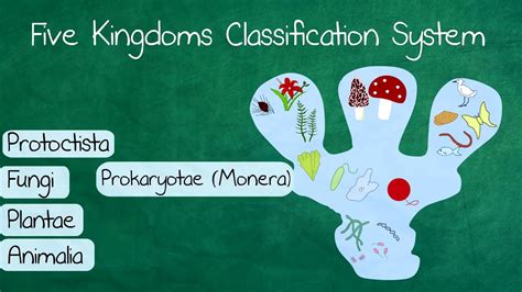 The 5 Kingdoms In Classification Youtube