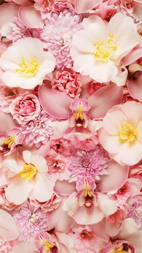Pink Flower Wallpaper Images Flower