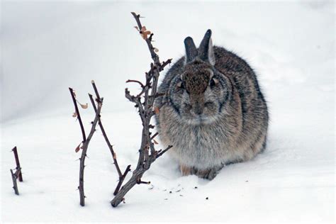 Cold Bunny By Daveant On Deviantart