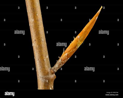 Binomial Fagus Grandifolia Hi Res Stock Photography And Images Alamy