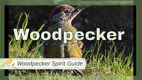 Woodpecker Spirit Animal Woodpecker Spirit Guide Spiritual Meaning Of