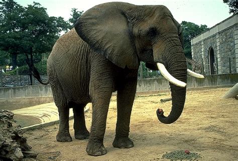 Elefante Gris Imagui