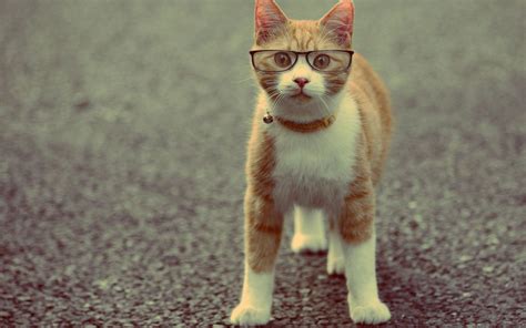 animals cats felines glasses humor funny cute eyes face whiskers wallpapers hd