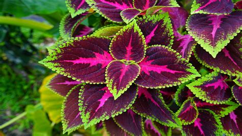 11 Foliage Only Plants That Add Spectacular Interest To Any Garden